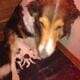6 Rough Collie Puppies