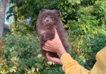 Rare Blue Pomeranian Puppy Female
