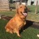 Golden Retriever Puppies