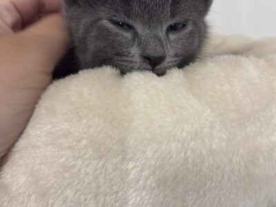 Chartreux kitten – female