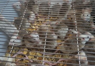 ASF’s Rats