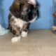 Handsome Shih tzu boy