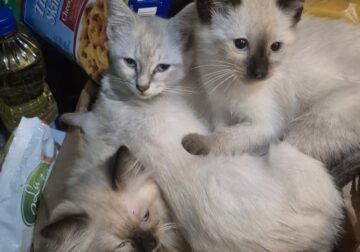 FREE KITTENS