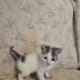 I have 3 kittens that need a great home.