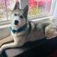Cooper Needs a Forever Human