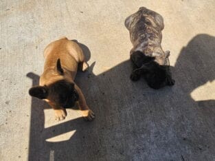 Frenchies
