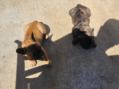 Frenchies