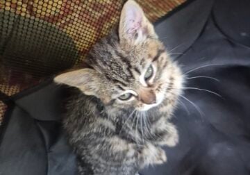 Kittens that need a home