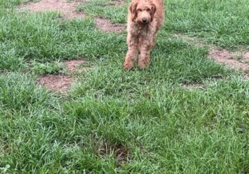 goldendoodle that needs a home