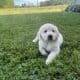 English golden retriever puppies