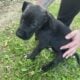 Great Dane puppies