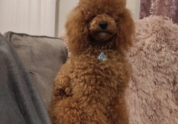 Bryson the toy poodle