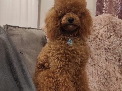 Bryson the toy poodle