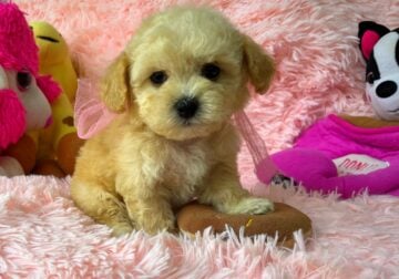 Cute Toy Poodles