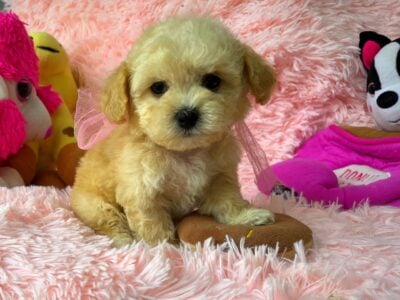 Cute Toy Poodles