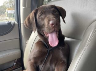AKC Chocolate Lab Puppy – Trained, Potty Trained