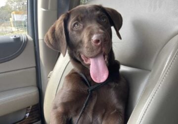 AKC Chocolate Lab Puppy – Trained, Potty Trained