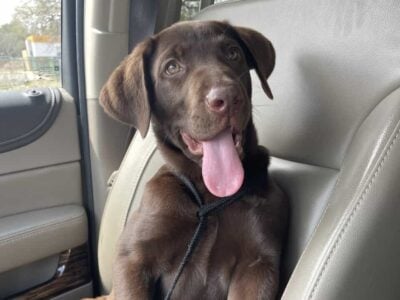 AKC Chocolate Lab Puppy – Trained, Potty  ...