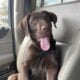 AKC Chocolate Lab Puppy – Trained, Potty Trained