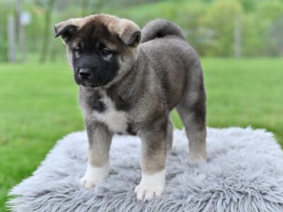 AKC Akita For Sale Millersburg OH M-Daffy