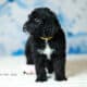 Bernedoodles -May