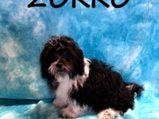 Zorro Male Teddy Bear Puppy