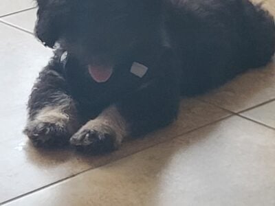 Mini Aussie Doddle