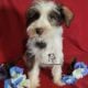 Miniature Schnauzer Boy Puppy