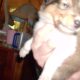 Registered “Lassie” Collie puppies Sable Tri Blue