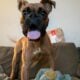 Male boxer