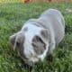 Old English Bulldog