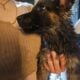 Germany shepherd puppies born 28th of February