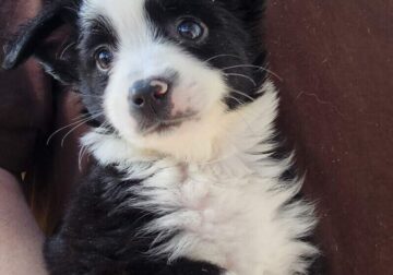 Tiny toy Australian Shepherd puppy
