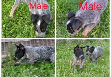 Blue Heeler Puppies for Sale