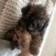 Toy poodles