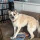 Great Pyrenees and Australian Cattle Dog Mix Puppy