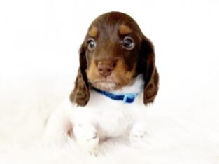 AKC SLINKY – MINI DACHSHUND