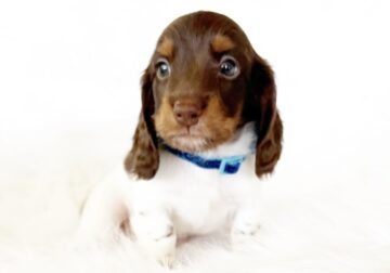 AKC SLINKY – MINI DACHSHUND