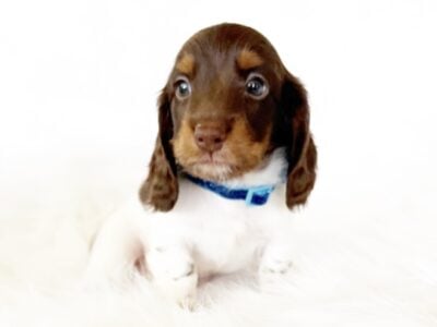 AKC SLINKY – MINI DACHSHUND