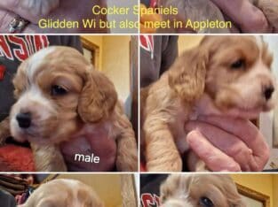 american cocker spaniels
