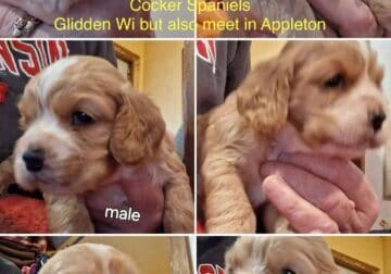 american cocker spaniels