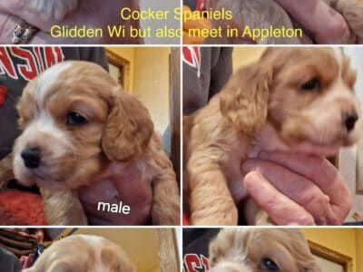 american cocker spaniels