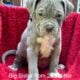 ABKC American Bully XL Puppies