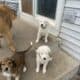 Retriever Mastiff/ Great Pyrenees puppies