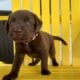 LABrador Retriever Puppies AKC Registered