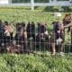 Belgian Malanois puppies