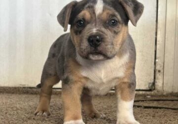 American bully