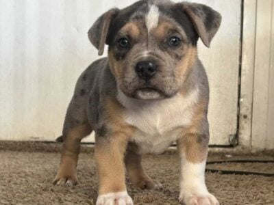 American bully