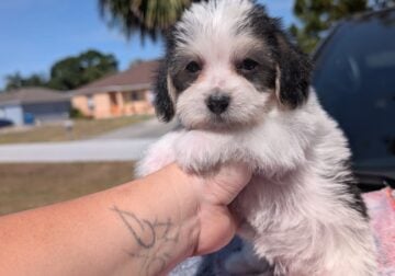 Malteagle Puppies