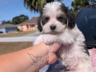 Malteagle Puppies